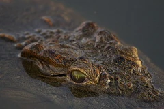 Ảnh minh họa. (Nguồn: Getty)