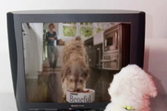 Ảnh minh họa. (Nguồn: Nestle)