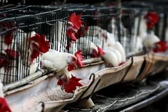 Ảnh minh họa. (Nguồn: AFP/TTXVN)