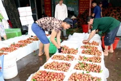 Sơ chế vải thiều trước khi đưa đi tiêu thụ. (Ảnh: Vũ Sinh/TTXVN)