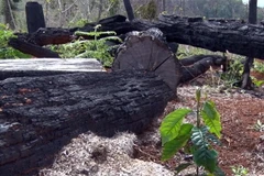 Ảnh chỉ có tính minh họa. (Ảnh: Hưng Thịnh/TTXVN)