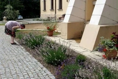 Việc bệnh nhân hít thở mùi thơm của các loại hoa lá, cỏ cây... có những tác dụng trị liệu nhất định. (Nguồn: AFP)