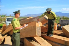 Ảnh chỉ có tính minh họa. (Ảnh: Quang Thái/TTXVN)