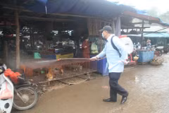 Mở chiến dịch truyền thông cúm gia cầm lây sang người 