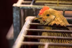 Dịch cúm gia cầm có nguy cơ bùng phát ở Nhật Bản