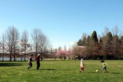 [Photo] Thủ đô của Australia căng tràn sức sống đón Xuân