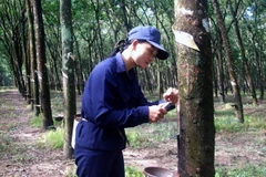 Vỡ quy hoạch trồng cao su, hàng nghìn diện tích bị chặt hạ