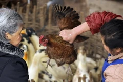 Trung Quốc xác nhận bùng phát dịch cúm gia cầm H5N1 