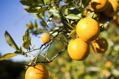 Mỹ đối mặt với mùa cam thất bát nhất gần 30 năm qua