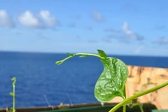 [Photo] Trường Sa: Sắc xanh bật mầm căng tràn nhựa sống