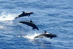 Cứu hộ thành công cá heo mắc cạn và đem thả trở lại biển