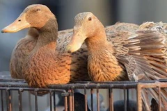 Gia cầm sống được bày bán ở một khu chợ tại Thượng Hải. (Nguồn: AFP)