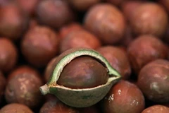 Cây mắcca đổi đời: Thiếu thận trọng sẽ đến "mất cả chì lẫn chài"