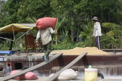 Cơ bản hoàn thành chỉ tiêu thu mua tạm trữ 1 triệu tấn quy gạo