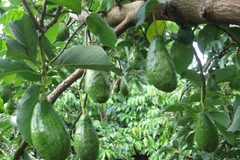 Nhà vườn Đắk Lắk phấn khởi vì bơ quả được mùa, được giá