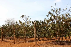 Trồng ngoài quy hoạch, hàng chục nghìn hécta càphê chết khô