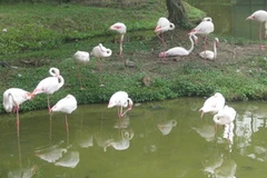 Hồng hạc được nuôi thả tự do trong một vườn thú ở Malacca. (Ảnh: Xuân Triển/Vietnam+)