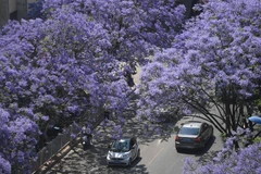 Phượng tím có nguồn gốc từ Nam Mỹ, thích hợp với khí hậu nhiệt đới và cận nhiệt đới. (Ảnh: THX/TTXVN)