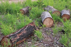 Gần 20ha rừng tự nhiên bị phá trắng ở huyện Ea Súp, Đắk Lắk. (Ảnh: Phạm Cường/TTXVN)