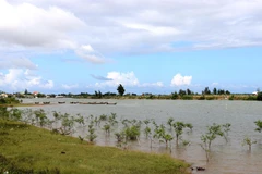 Khu rừng ngập mặn được trồng ở cửa sông Thạch Hãn. (Ảnh minh họa: Nguyên Lý/TTXVN)