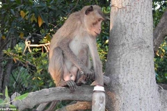 Nghiên cứu về kích thước tinh hoàn tập trung vào hơn 100 loài linh trưởng. (Nguồn: dailymail.co.uk)