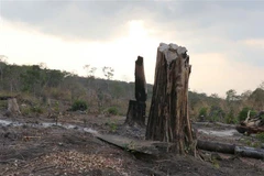 Hiện trường một vụ phá rừng tại huyện Mang Yang, tỉnh Gia Lai được phát hiện giữa tháng 3/2019. (Ảnh: Dư Toán/TTXVN)