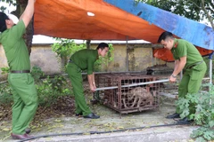 Đàn chó được chuyển tới Công an huyện Kim Động.(Ảnh: Đinh Tuấn/TTXVN)