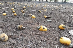 Hạt điều tươi. (Ảnh: Dương Chí Tưởng/TTXVN)