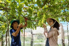 Trang trại trồng giống Nho sữa Hàn Quốc của anh Tống Minh Hoàng (xã Phước Thuận, huyện Ninh Phước). (Ảnh: Nguyễn Thành/TTXVN)