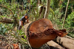 UBND tỉnh Kon Tum chỉ đạo điều tra, làm rõ vụ phá rừng ở Kon Plông