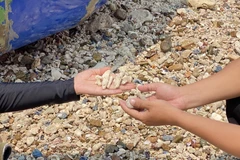 Thông tin san hô tại Hòn Sẹo bị khai thác trái phép là chưa chính xác