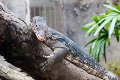 Kiên Giang: Tiếp nhận nhiều cá thể nguy cấp, quý hiếm từ người dân