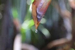 Mật dừa nước tiết ra từ cuống buồng dừa. (Ảnh: Xuân Anh/TTXVN)