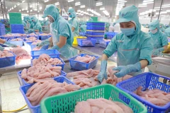 Chế biến cá tra phi lê xuất khẩu. (Ảnh: Vũ Sinh/TTXVN)