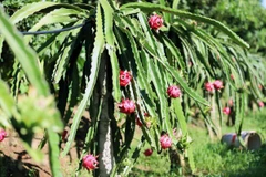 (Ảnh: Quang Quyết/TTXVN)