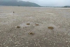 Nguyên nhân dẫn đến ngao nuôi chết hàng loạt ở Hà Tĩnh