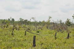 Vụ phá rừng quy mô lớn ở Đắk Lắk: Bắt tạm giam 28 đối tượng liên quan