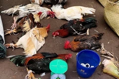 Bình Dương: Triệt xóa tụ điểm đá gà ăn tiền, bắt giữ 31 đối tượng