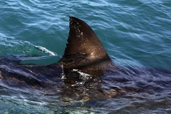 Ai Cập đóng cửa các bãi biển ở Biển Đỏ sau vụ cá mập tấn công du khách