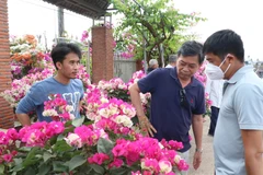 'Vương quốc hoa kiểng' Chợ Lách hấp dẫn du khách dịp cuối năm