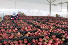 Kim ngạch thương mại Việt Nam-Lào khởi sắc trong 7 tháng đầu năm