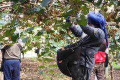 New Zealand điều chỉnh một số quy định nhằm thu hút lao động nhập cư