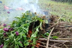 Cao Bằng: Phát hiện, phá nhổ hơn 3.000 cây thuốc phiện trồng trái phép