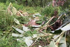 Dấu vết đàn voi rừng xuất hiện tại xã biên giới Ia Mơr, huyện Chư Prông (tỉnh Gia Lai). (Ảnh: TTXVN phát)