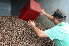 Thu mua điều. (Ảnh: K GỬIH/TTXVN)