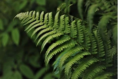 Ảnh minh họa. (Nguồn: phys.org)