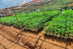 Một khu vực trồng cần sa trái phép. (Ảnh minh họa: TTXVN phát)