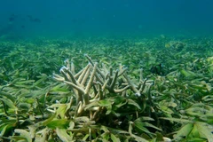 Quần thể rạn san hô ở Công viên Biển Mafia,Tanzania. (Ảnh: Đình Lượng/TTXVN)