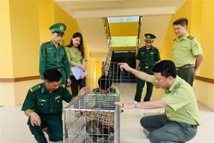Cá thể Khỉ mốc được bàn giao cho lực lượng kiểm lâm Vườn quốc gia Vũ Quang. (Ảnh: TTXVN phát)