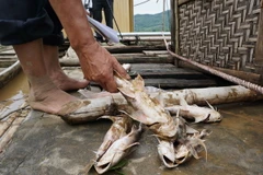 Số cá bị chết nuôi trong lồng của các hộ gia đình làng Kìm, xã Cẩm Ngọc ước khoảng hơn 8 tấn. (Ảnh: Hoa Mai/TTXVN)